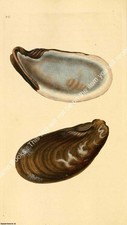 BRITISH SHELLS 1804 - UMBILICATED MUSSEL. PRINT : A MODERN COLOUR REPRINT OF AN