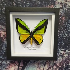 Goliath Birdwing (Ornithoptera