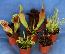 COLLECTION OF 5 CARNIVOROUS PLANTS: 3 x Sarracenia; 1 x Drosera; 1 x Utricularia