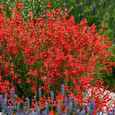Penstemon Pinifolius, PINELEAF PENSTEMON- 20 seeds  Hardy Perennial 
