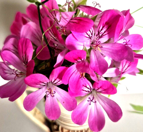 Pink capitatum pelargonium - capitatum,,