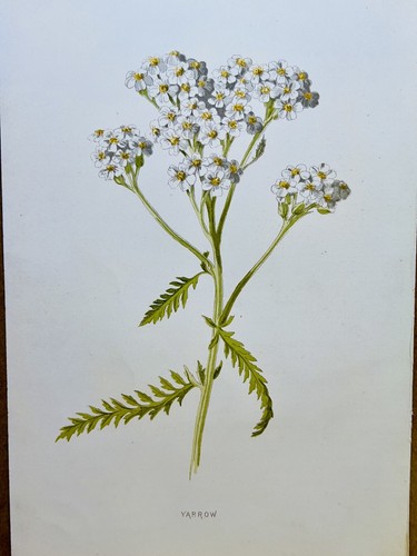 Chromolithograph plant image - plant,