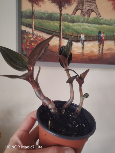 Rare jewel orchid ludisia - rare,