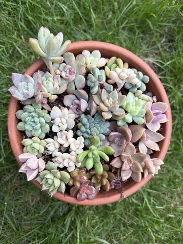 Different succulents bundle - 30,