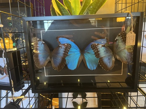 Morpho butterfly trio display - morpho,