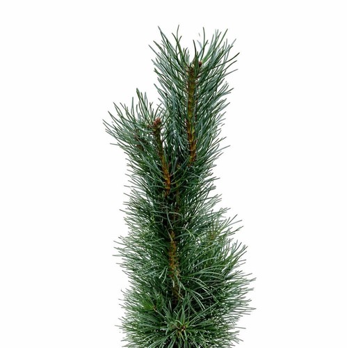 Pinus sylvestris fastigiata - pinus,