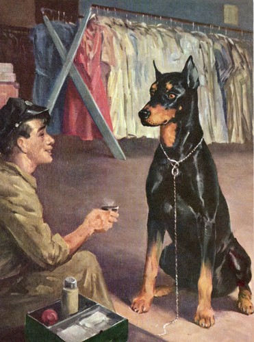 Doberman dog original - original, vintage