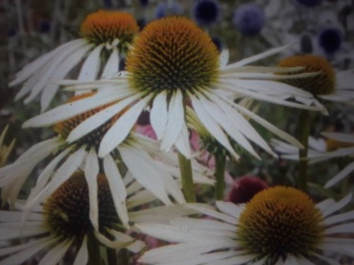 Echinacea white coneflower - 3,