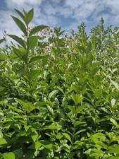 Organic Stick insect, silkmoth