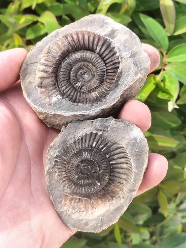 Dactylioceras pos neg - sp,