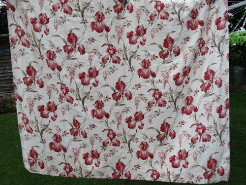 Cream and red russet iris - cream,
