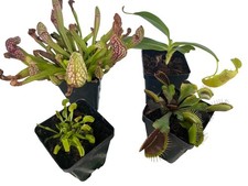 Carnivorous Plant Assortment