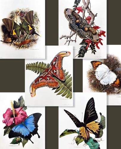 Carl brenders butterfly - brenders,