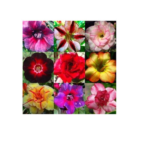 Adenium obesum mixed colours - adenium,