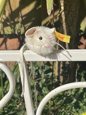 Steiff Teddy Bear Mouse  / Mice - Old Antique Vintage German  w/ Button Flag