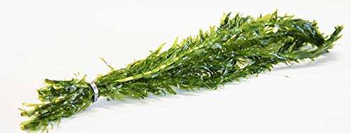 Oxygenating weed elodea - weed,