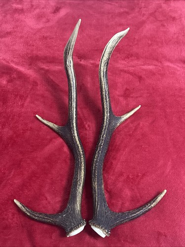 Pair red deer - pair, of