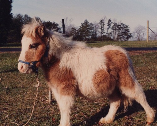 1990s cute miniature - miniature, horse