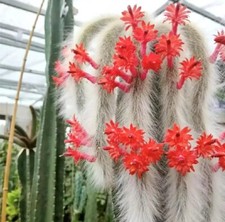 Monkey Tail Hildewinteria