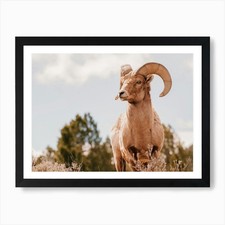 Texas Wildlife Art Print
