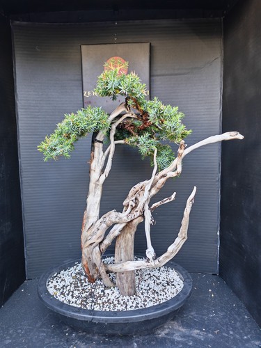 Tanuki needle juniper bonsai - )tanuki,