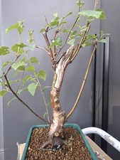 high quality silver birch