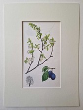 MATOUSOVA Garden Plum -