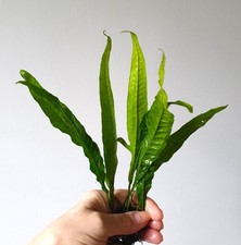 Large java fern - 5,