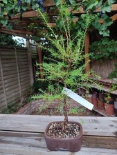 European Larch Bonsai In Unglazed Ceramic Pot CLEARANCE 30% OFF