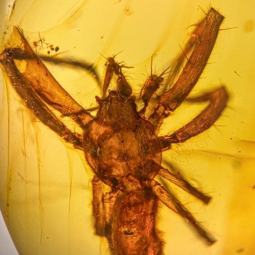 Spider burmese burmite - spider, /