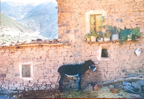 Vintage postcard donkey - -,