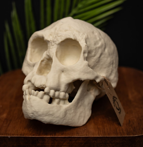 Hobbit skull replica - hobbit,