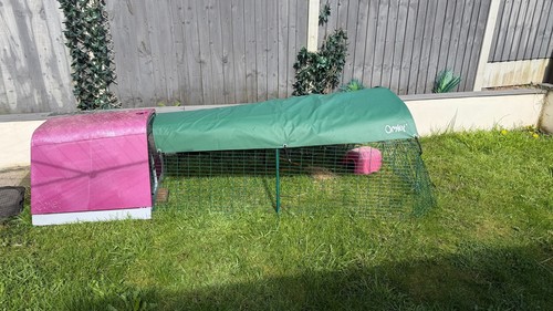 Omlet eglu pink - guinea, pig
