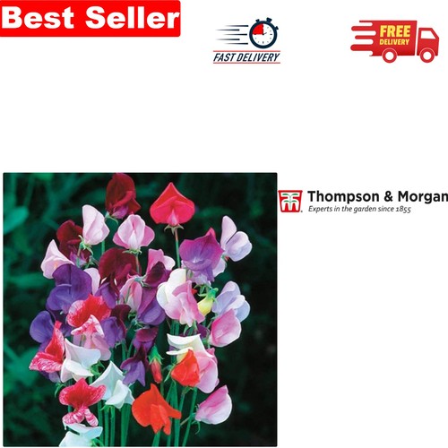 Sweet pea heirloom - pea, mixed'