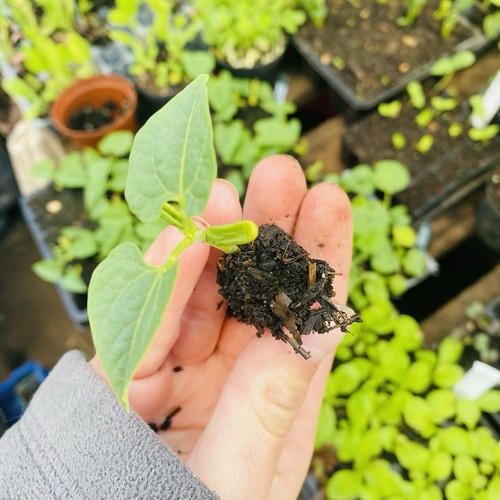 Dwarf french bean organic - 5,