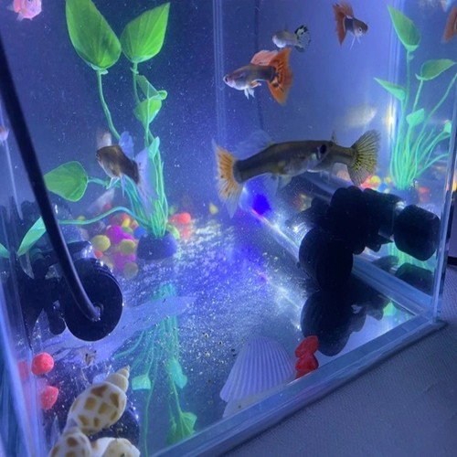 Aquarium fish tank - tank, led