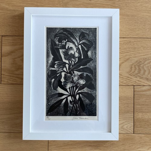 Wood engraving hellebores - engraving,