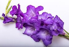 10x Gladioli BLUE ISLE Bulbs