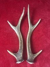 PAIR OF SIKA DEER ANTLERS