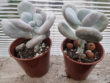 1 x  Random Pachyphytum Botox
