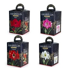 Amaryllis Hippeastrum Gift Kit (Single) Assorted Colours De Ree