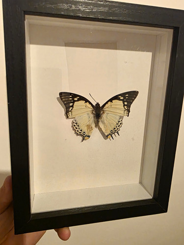 Framed mounted butterfly - framed,
