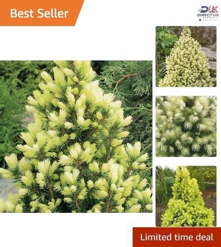 Lovely picea glauca daisy s - lovely, 'daisy's