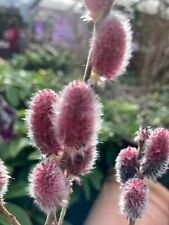 Japanese Pussy Willow 'Mount