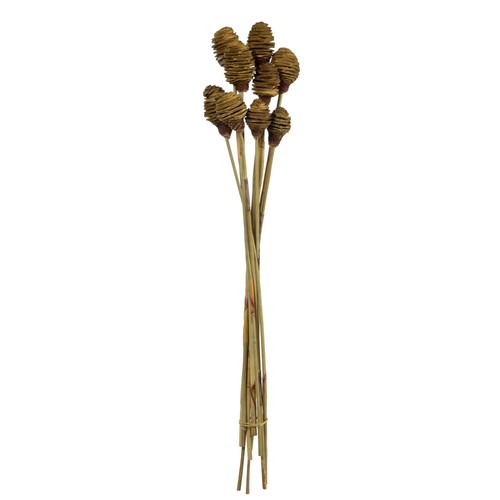 Vickerman cream platy - vickerman,