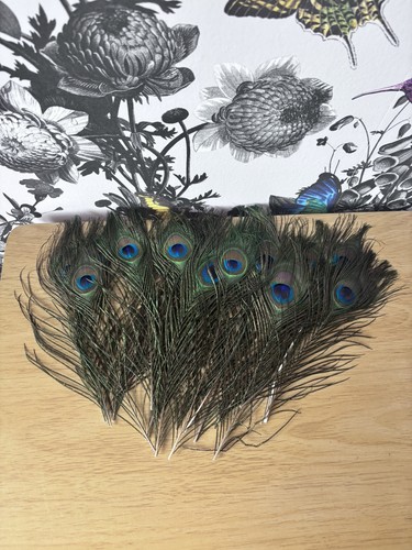 Pieces small peacock - 20,