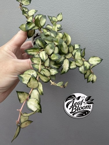 Hoya lacunosa bruno - hoya, nodes