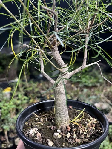12cm raresucculent plant - 12cm,