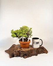 Japanese Juniper Bonsai Tree