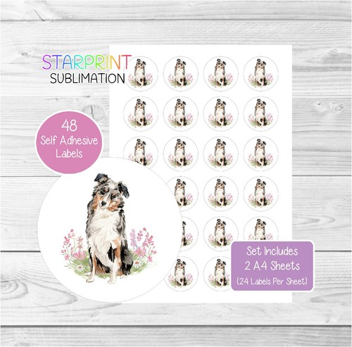 Australian shepherd dog - australian,